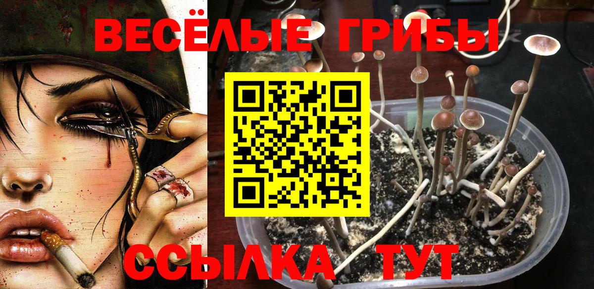 Елец  Галлюциногенные грибы Psilocybine cubensis  Вход с VPN  Псилоцибиновые грибы Psilocybine cubensis 